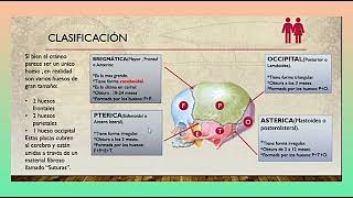 Fontanelas Craneales Conoce su Función en 3 Minutos [upl. by Brodie]