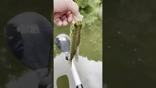 Drop Shot Fishing GIVEAWAY at 175 Subs fishing bass shorts giveaway ytshorts shortvideo fun [upl. by Kathlene]