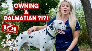 Owning a Dalmatian  What you need to know [upl. by Nniroc111]