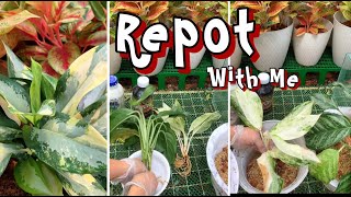 Repot with me  Aglaonema from Thailand [upl. by Haimaj214]