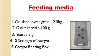 Mass Production of Corcyra cephalonica in Laboratoryby ProfTushar UgaleAssistant Professor [upl. by Belmonte]