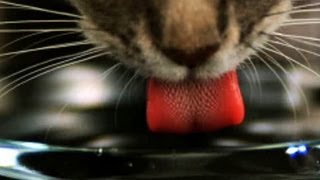 Katzenzunge  Trailer Schulfilm Biologie [upl. by Neibart267]