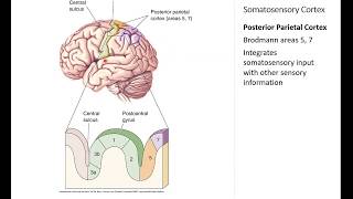 OSSM Neuro Chapter 12  Somatosensory Cortex [upl. by Dammahom]