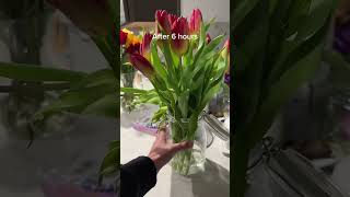 Tulip Care Tips How to Keep Your Flowers Upright and Beautiful [upl. by Eisiam]