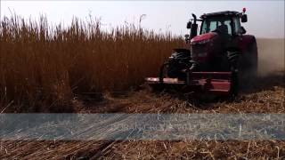 Harvesting of Miscanthus  part 13  Cutting [upl. by Rednal]