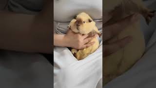 Guinea Pig pets cute guineapig animals guineapigfun [upl. by Aneed]