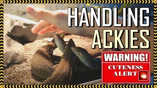 Handling the WORLDS CUTEST REPTILE LIZARD  Interaction with Ackie Monitors [upl. by Leugimsiul658]