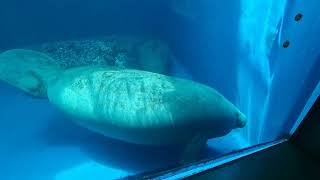 A pair of West African manatees [upl. by Berthe]