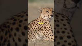 Why Cheetahs Are the World’s Fastest Animals [upl. by Amadeus]