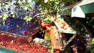 Kersenschudden  harvesting cherries [upl. by Eadwina]