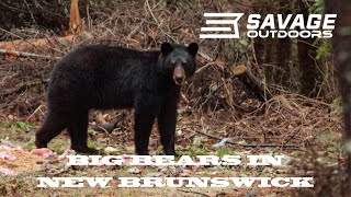 Hunting black bears in New Brunswick [upl. by Ekim]