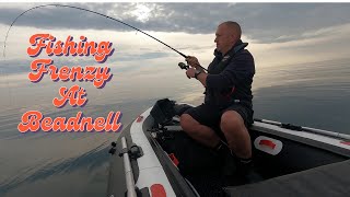 SIB Fishing UK EPIC Fishing Frenzy at Beadnell Lures amp bait catching COD [upl. by Edny]