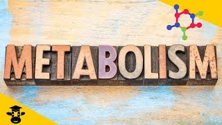 What is metabolism in biology [upl. by Nolitta]