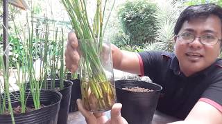 4 METHODS ON HOW TO PROPAGATE HORSETAIL equisetum hyemale [upl. by Rodavlas]