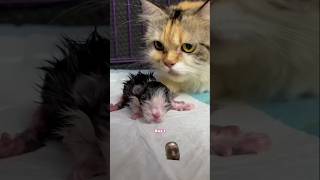 kitten cat cute catmeo catlover meow kucinglucu tiktok caturday catmantoo love live lol [upl. by Lucchesi]