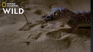 Sand Fish v Gecko  Dead By Dawn [upl. by Gnehs756]