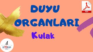 Duyu Organları I Kulak [upl. by Mcmullan168]