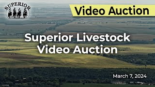 Superior Livestock Auction  Video Auction [upl. by Lello41]