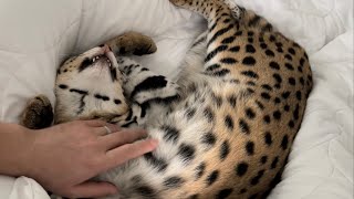 Petting Serval Pet [upl. by Anaert]