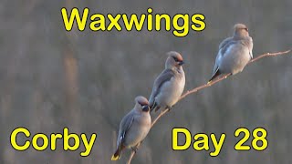 Waxwings  Priors Hall  Day 28 [upl. by Ainoz872]