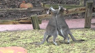 Känguru Paarung  Parung Bei Tieren  Paarung der Tiere [upl. by Buffy878]