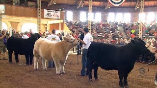 4H Grand Champion Steer [upl. by Stedman]