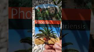 Phönix Dattel Palme Phoenix canariensis statt 2499 Abverkauf €5 1499 Euro mit BILLA 25 Pickerl [upl. by Nirak]