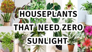 17 houseplant that can survive darkest corner of your house  The Best Low Light Houseplants [upl. by Guillaume855]