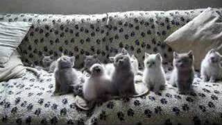 la danse des chatons [upl. by Shirlene]