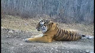 Roar of wild Amur tiger [upl. by Lessirg]