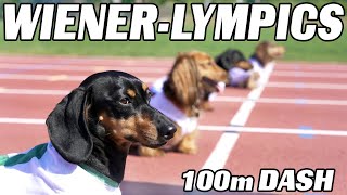 The 100m Dachshund Dash  Wiener Dog Race [upl. by Marmawke738]