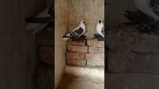 kabootar vlogs 1M views animalvlog parrot birds pigeon short [upl. by Enilreug]