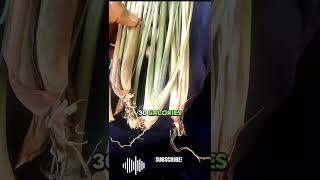 Benefits of lemongrass that you should know health nature lemongrass herbs naturalmedicine [upl. by Anayk4]