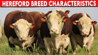 ⭕ HEREFORD CHARACTERISTICS ✅ Cattle Hereford [upl. by Atekihc]