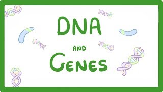 GCSE Biology  DNA Part 1  Genes and the Genome 63 [upl. by Eedya949]