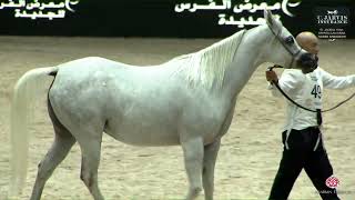 N 49 MENARA KANZA El Jadida 2024 Moroccan Arab Horse Breeders Cup Mares 4 6 Years Old Class 4 [upl. by Meridel]