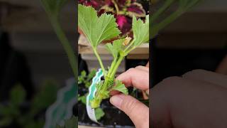 🌷HOW TO propagate Geraniums EASY gardening propagation [upl. by Zendah986]