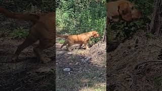 BASSET FAUVE DE BRETAGNE IN FERMA SU CINGHIALE shorts video animal wild hunting dog [upl. by Aubin58]