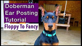 How To Post Doberman Dogs Ears After Ear Cropping Backer Rod Method Ear Posting amp Removal Tutorial [upl. by Korwun110]