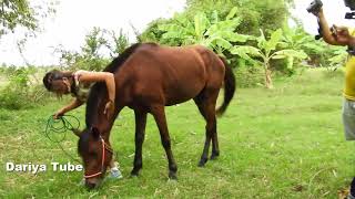 Fusaichi Pegasus With Owner Look After Horse at Farm Lovely Horse Video [upl. by Negeam]