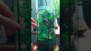 Different ways to water moss terrarium indoorgarden terrariums mossterrarium [upl. by Eirrem]