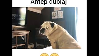 Korku Filmi İzleyen Köpek ANTEP DUBLAJ [upl. by Nyloc]