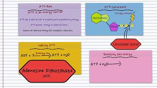 ATP Rapid RevisionBasic IntroductionBiology BugbearsImportant for 2024 [upl. by Ztirf]