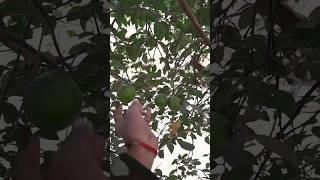 Lemon tree Mango tree Mango tree Chilli tre [upl. by Dnomyaw]