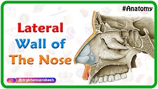 Lateral wall of the nose  Bones Cartilages and Mucosa  USMLE Anatomy  Medvizz [upl. by Edin]