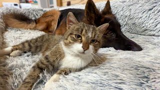 Neighbors Cat Takes Over German Shepherds Favorite Bed [upl. by Vyse]