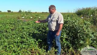 Forage Soybeans  2019 Test Plots [upl. by Ibrik]