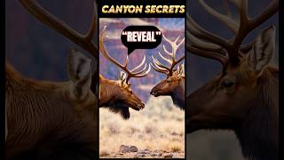 “Reveal the Untold Secrets of Canyon Wildlife 🦌🏞️” [upl. by Wilkie]