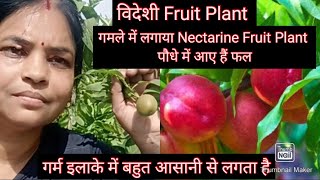 गमले में लगाया Nectarine Fruit Plant गर्म इलाके में अच्छे से फलआ रहे हैं  Complete Information [upl. by Anipsed]