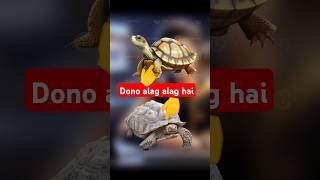 turtle or tortoise Me Kya defrence Hai trending facts [upl. by Faustina375]